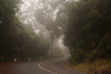 Yoğun Sisli Orman 'da sessiz bir sabahta Boş Viraj Yolu. Doğa kavramı. Yüksek kaliteli yatay fotoğraf