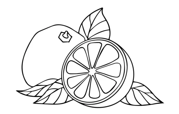 Векторна ілюстрація грейпфрута. Цитрусові з половиною плоди з листям, декоративні елементи на білому тлі. Рука намальована контурними лініями та штрихами. Стиль Doodle, графічні Векторні ілюстрації . Ліцензійні Стокові Ілюстрації