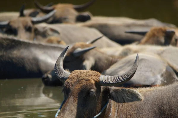 Water buffalo (Bubalus bubalis) or domestic water buffalo is a large bovid originating in the Indian subcontinent, Southeast Asia, and China. This animal is bathing in a mud pool in the park