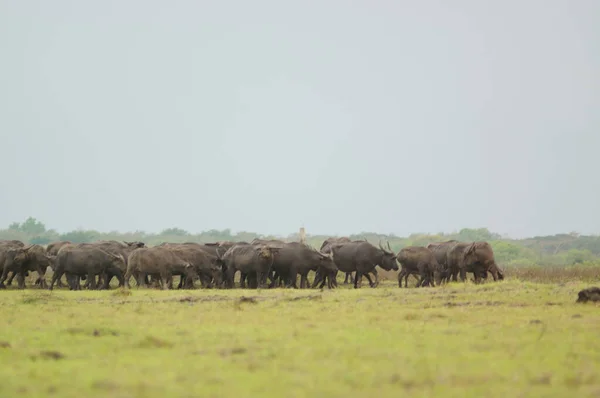 Water buffalo (Bubalus bubalis) or domestic water buffalo is a large bovid originating in the Indian subcontinent, Southeast Asia, and China. This animal is bathing in a mud pool in the park