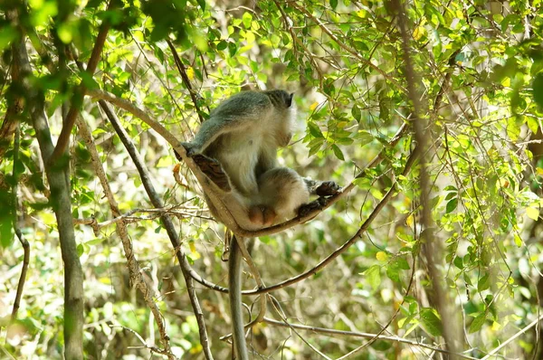 Der Krabbenfresser Makak Macaca Fascicularis Auch Als Langschwanzmakak Bekannt Ist — Stockfoto