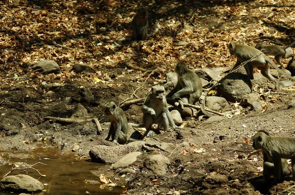 Rákevő Makákó Macaca Fascicularis Más Néven Hosszú Farkú Makákó Egy — Stock Fotó