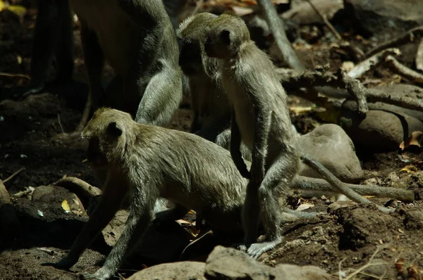 Macaco Que Come Cangrejo Macaca Fascicularis También Conocido Como Macaco —  Fotos de Stock