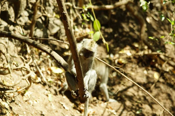 Der Krabbenfresser Makak Macaca Fascicularis Auch Als Langschwanzmakak Bekannt Ist — Stockfoto