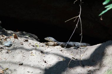 Kertenkeleler karada av arıyorlar.