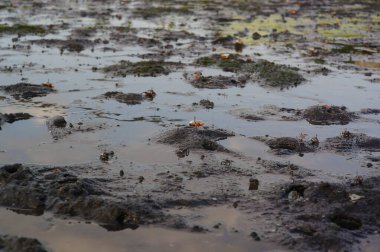 Kum üzerinde keman yengeci