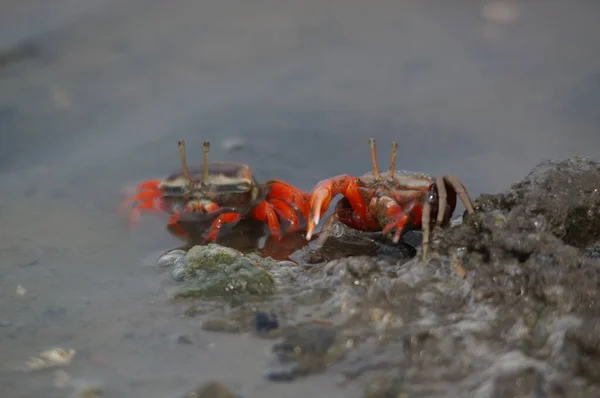 Fiddler Crab Watery Sand — Stock Photo, Image