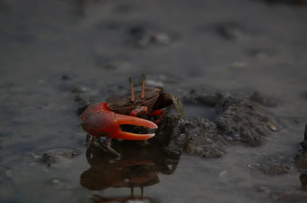 Kum üzerinde keman yengeci