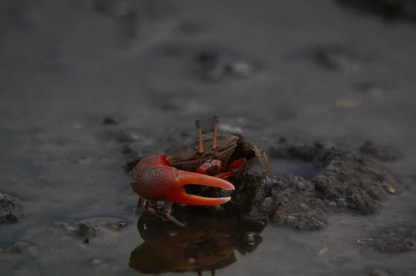 水の砂の上のフィドラーカニ — ストック写真