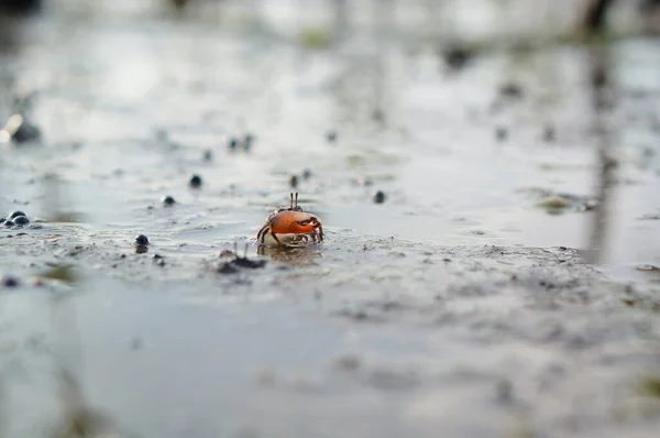 Vioolkrabben Waterig Zand — Stockfoto