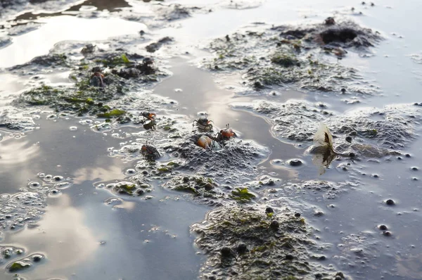 Vioolkrabben Waterig Zand — Stockfoto