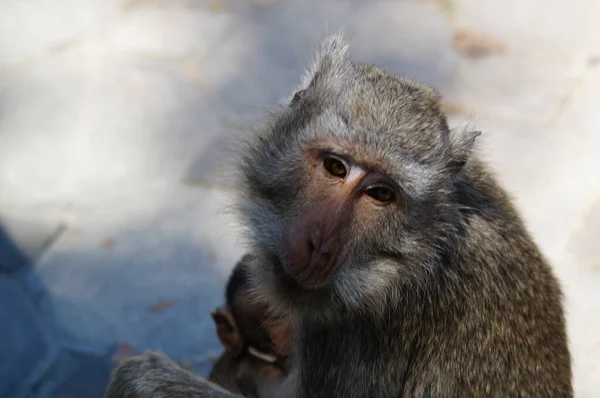 Macaco Longo Uma Terra — Fotografia de Stock