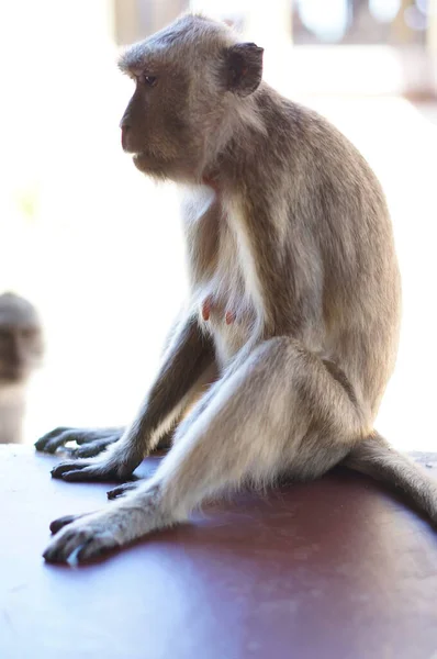 Long Macaque Sur Une Terre — Photo