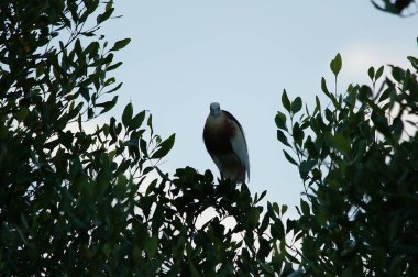 Javan göleti balıkçılları bir ağaç dalında