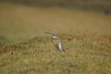 Javan göleti balıkçıl