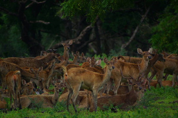 a group of deer in the forest