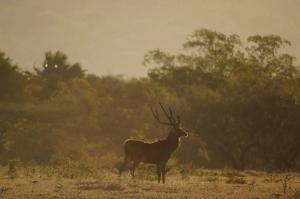 Ciervos Bosque — Foto de Stock