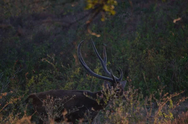 Rehe Wald — Stockfoto