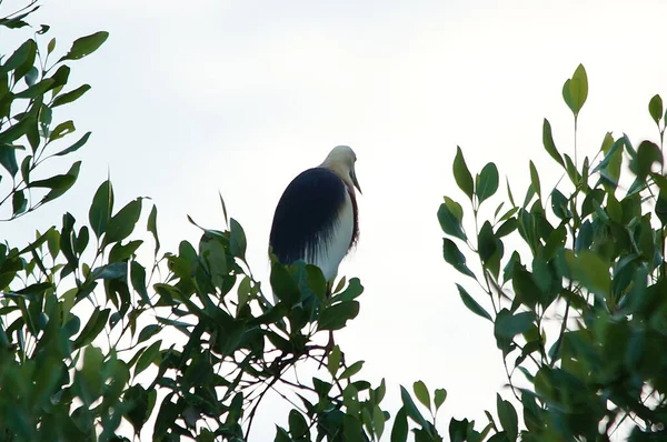 Garza Estanque Java Una Rama Árbol — Foto de Stock