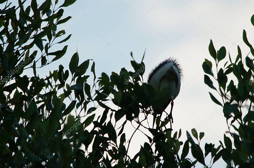 Javan pond heron on a tree branch