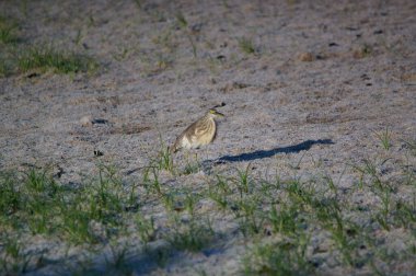 Javan göleti balıkçıl