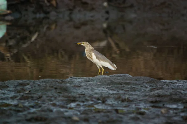 Javan Lagoa Garça Uma Terra — Fotografia de Stock