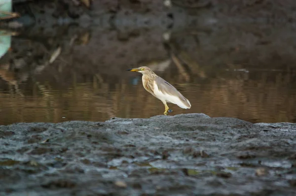 Javan Lagoa Garça Uma Terra — Fotografia de Stock