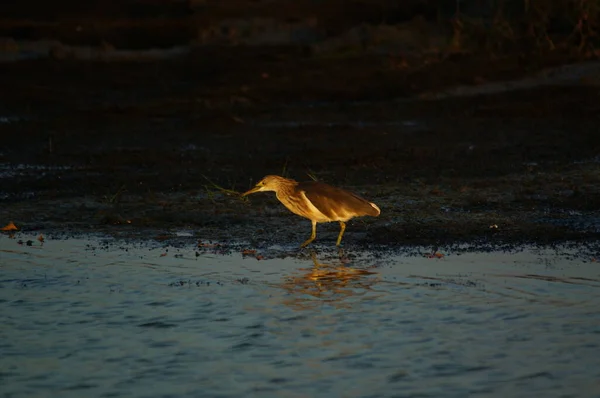 Javan Vijver Reiger Een Land — Stockfoto