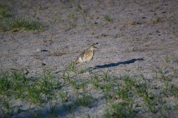 Javan Vijver Reiger Een Land — Stockfoto