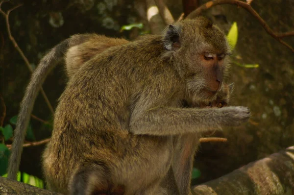 Monkeys Very Adaptive Including Wild Animals Follow Humans — Stock Photo, Image