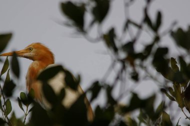 Bir ağaç dalına tünemiş sığırlar.