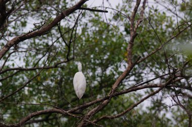 Bir ağaç dalına tünemiş sığırlar.