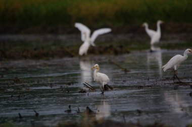 Akbalıkçıllar pirinç tarlasında yiyecek arıyorlar.