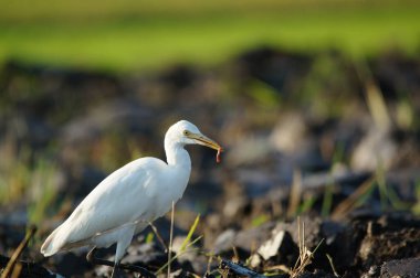 Akbalıkçıllar pirinç tarlasında yiyecek arıyorlar.