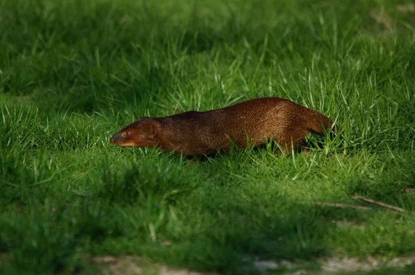 Яванська Мангуста Herpestes Javanicus Вид Зустрічається Дикій Природі Південній Південно — стокове фото