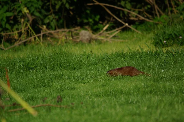 Mangusta Jawajska Herpestes Javanicus Gatunek Mangusty Występujący Wolności Azji Południowej — Zdjęcie stockowe