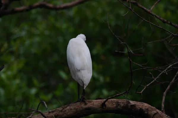 Garza Bovina Encaramada Una Rama Árbol —  Fotos de Stock