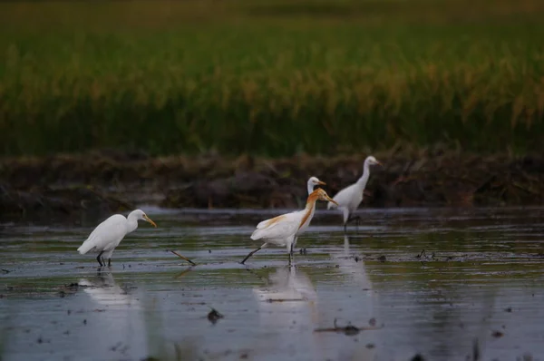 Akbalıkçıllar pirinç tarlasında yiyecek arıyorlar.