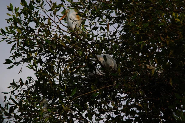 Aigrette Bétail Perchée Sur Une Branche Arbre — Photo