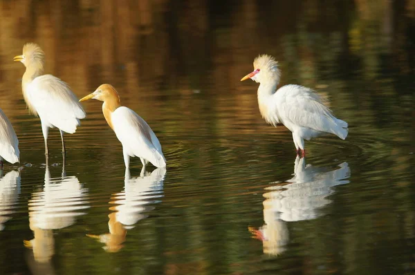 Aigrette Bétail Est Dans Lac — Photo