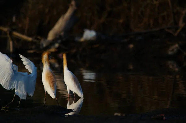 Las Garzas Ganado Están Lago —  Fotos de Stock