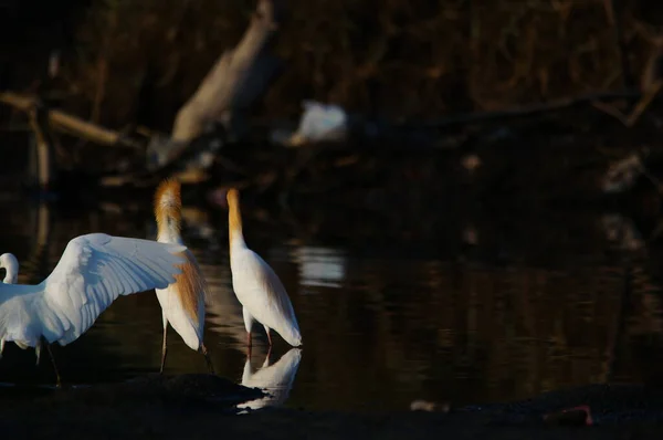 Sığır ağılları gölde.