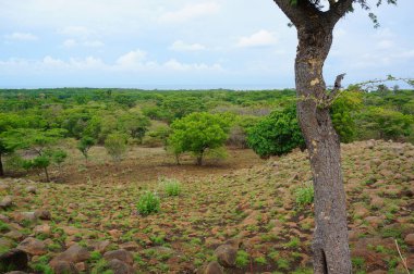 Dağın eteğinin altında birkaç ağaç olan plato bir zamanlar çorak bir yerdi.