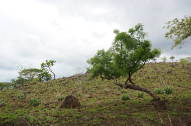 Dağın eteğinin altında birkaç ağaç olan plato bir zamanlar çorak bir yerdi.