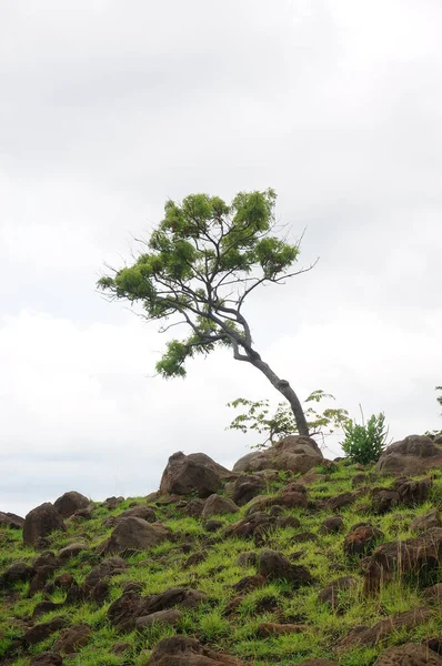 Plateau Avec Quelques Arbres Sous Pied Montagne Était Autrefois Une — Photo