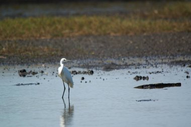 Küçük balıkçıllar nehirlerde veya göllerde yiyecek arıyorlar.