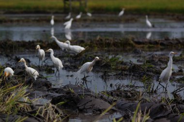 Akbalıkçıllar tarlalarda yiyecek arıyorlar.