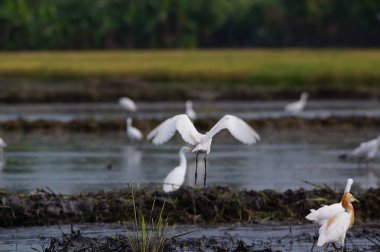Akbalıkçıllar tarlalarda yiyecek arıyorlar.