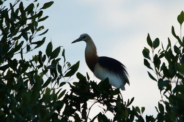 Javan havuzu mangrov ağacının ağaç dallarına tünemiş.