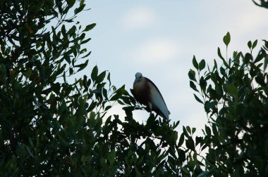 Javan havuzu mangrov ağacının ağaç dallarına tünemiş.